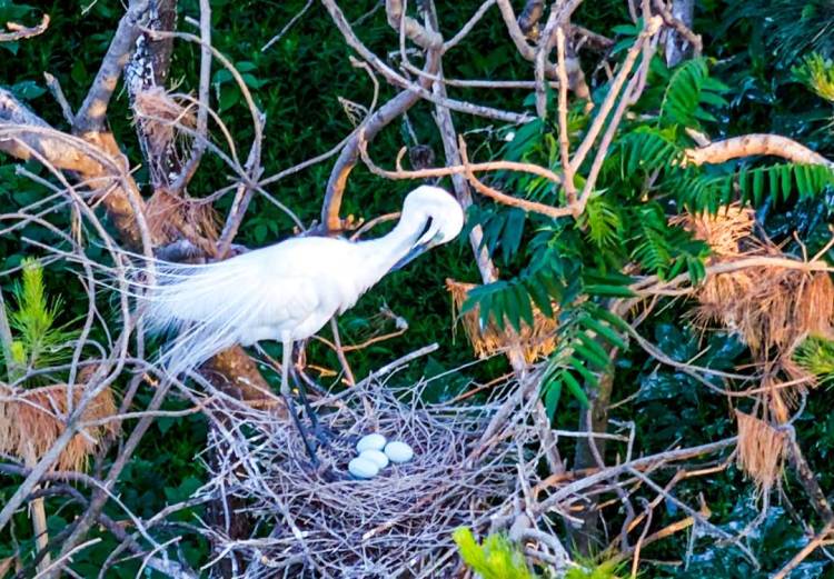 鐵嶺：環境變美，白鷺來棲