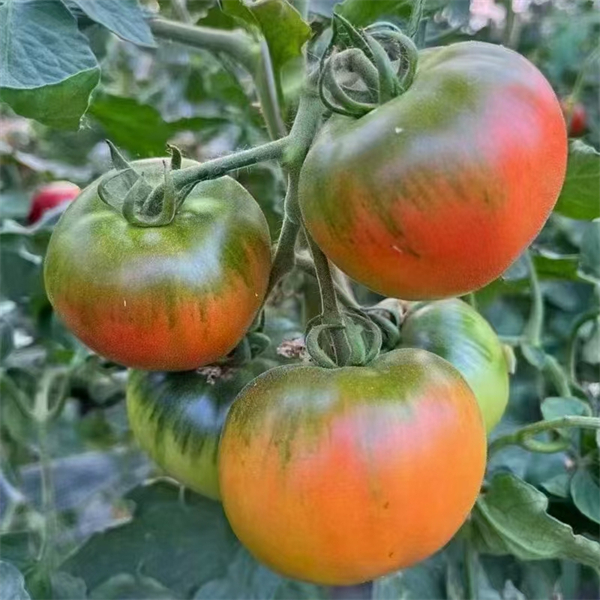 圖集·普蘭店 | 做好“土特産”文章 激活鄉村振興密碼_fororder_安波鐵柿子