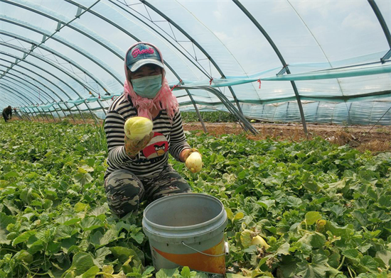 新民市：瓜香果甜 鋪就“甜蜜”致富路_fororder_新民2