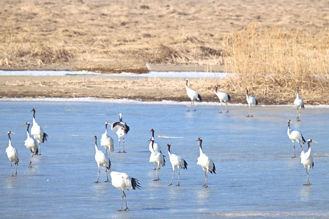 盤錦：鶴鳴春回遼河口