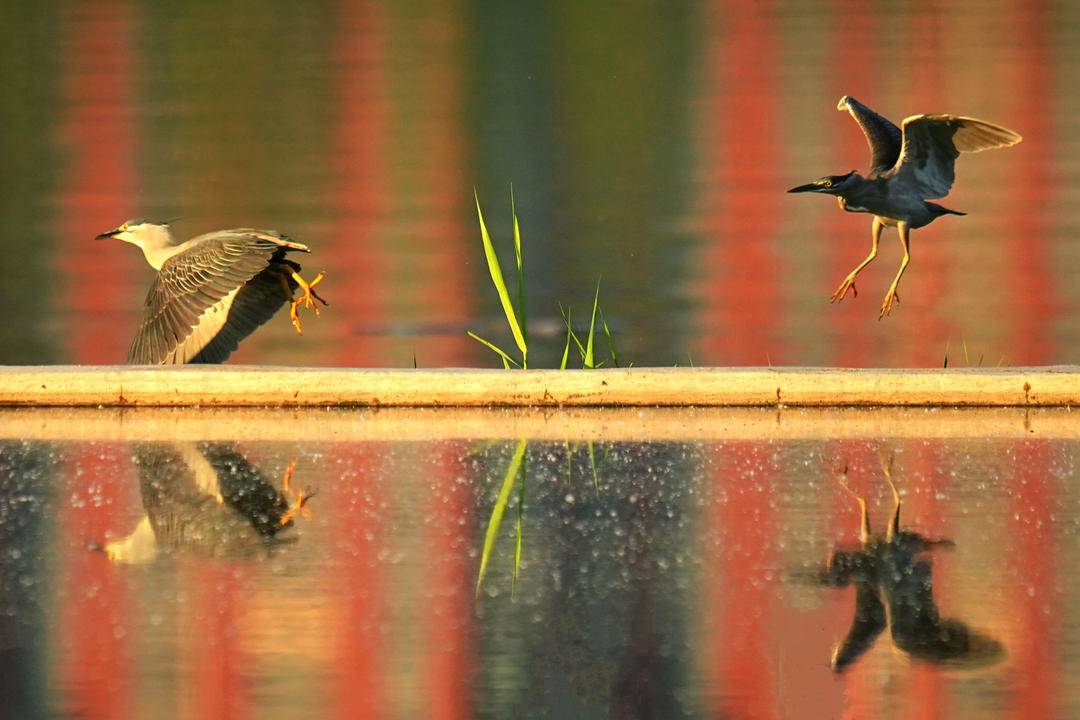 淩河鷺影，生態朝陽