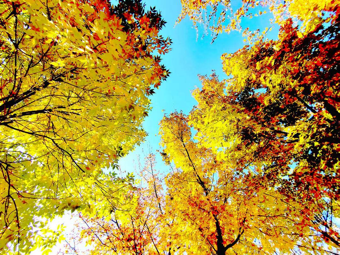 朝陽,一城秋色動人心!