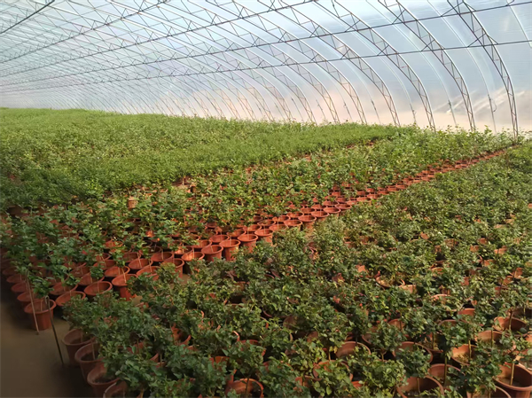 圖集·普蘭店 | 做好“土特産”文章 激活鄉村振興密碼_fororder_石固花卉基地