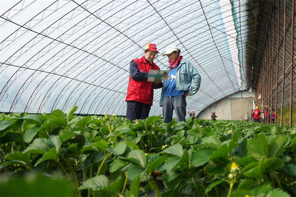 鐵嶺：電力賦能草莓紅 鄉村振興産業興_fororder_微信圖片_20250321090626