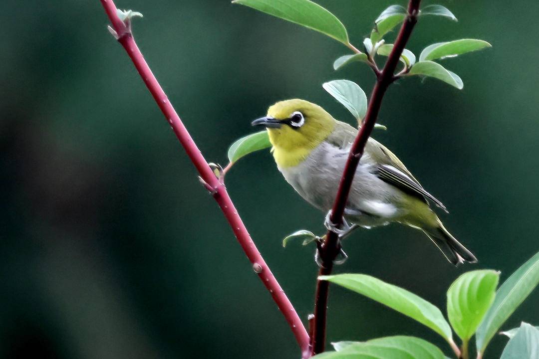 朝陽：可愛“白眼圈” 精緻繡眼鳥