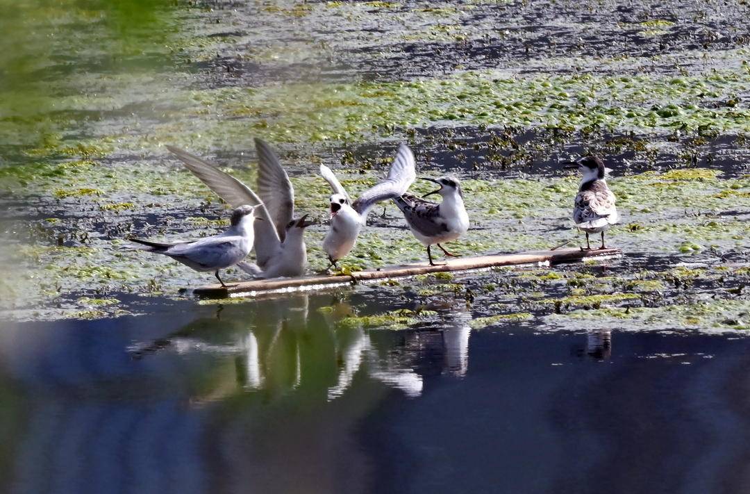 瀋陽：鷗鳥聚集，靈動畫卷