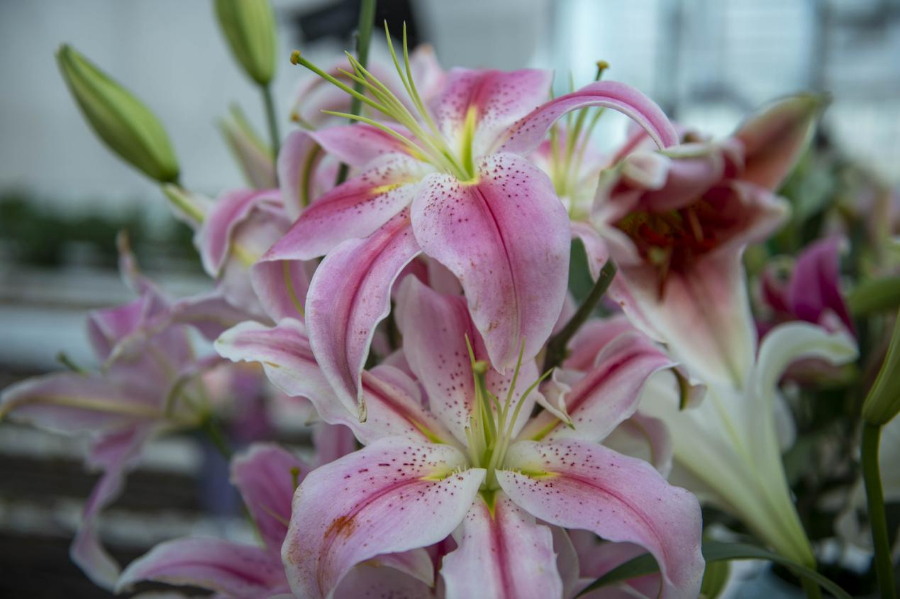 遼寧淩源：以花為媒 綻放“美麗經濟”