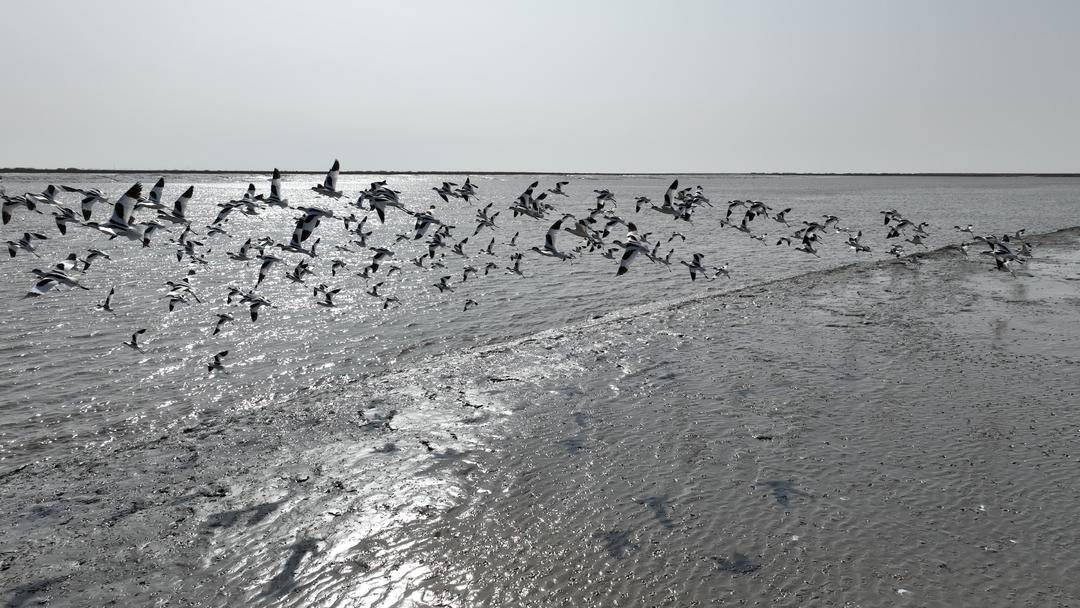 盤錦：反嘴鷸翔集遼河口