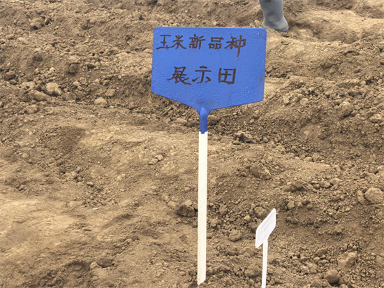 大連普蘭店區:良種紮根“試驗田” 科技結出“致富穗”_fororder_普蘭店1