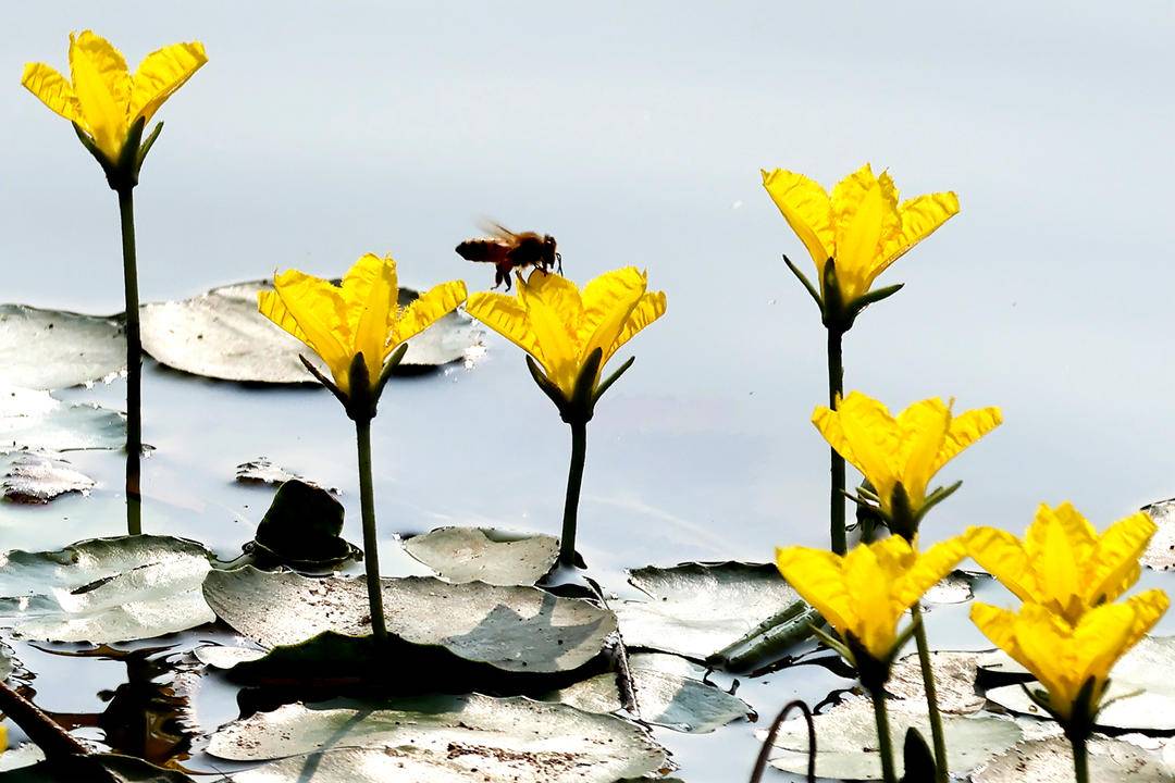 千年荇菜，花開淩河