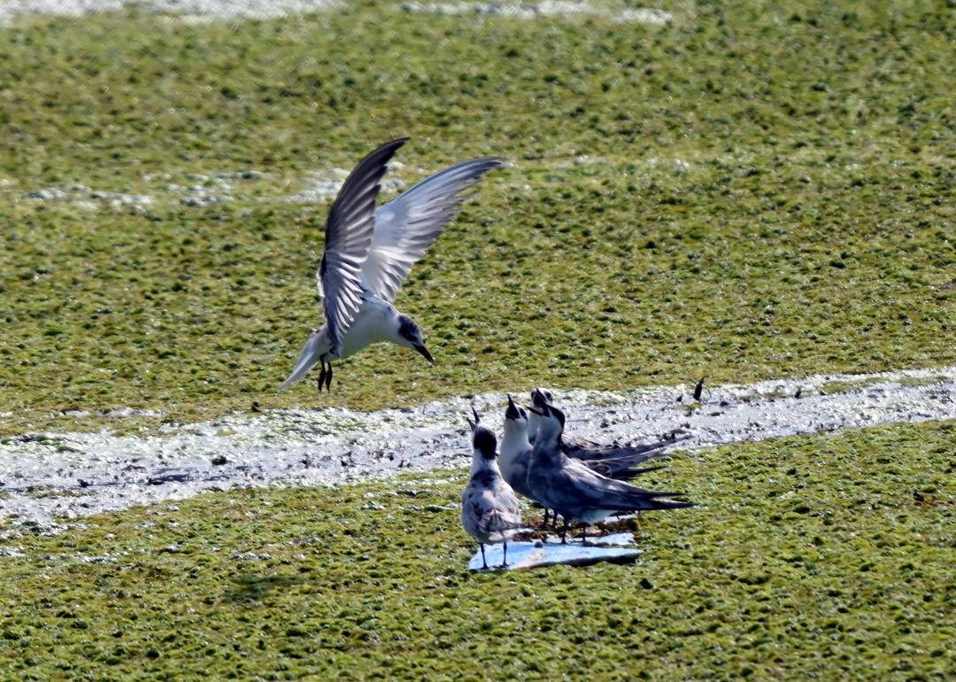 瀋陽：鷗鳥聚集，靈動畫卷