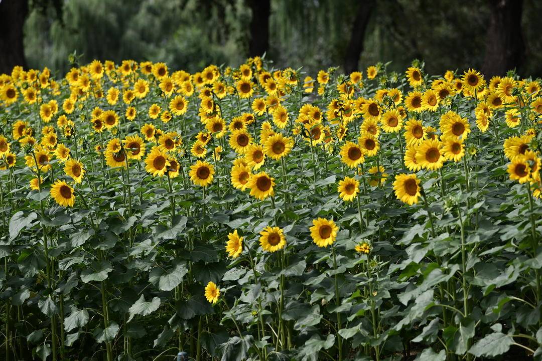 瀋陽向日葵花海盛放，邂逅浪漫初秋