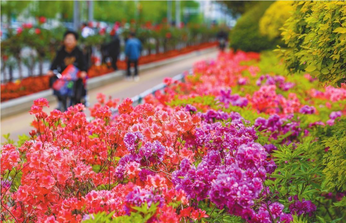 丹東：杜鵑花開