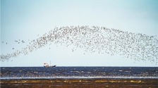 遼寧營口：“鳥浪”涌 海天闊