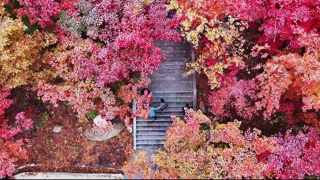 本溪：當初雪遇上楓葉
