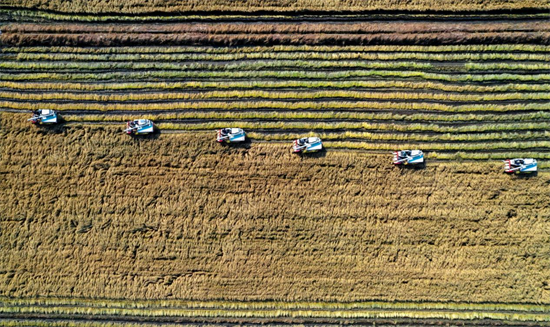 新民市：全年糧食播種逾240萬畝 預計産量23億斤_fororder_楊薇新民1