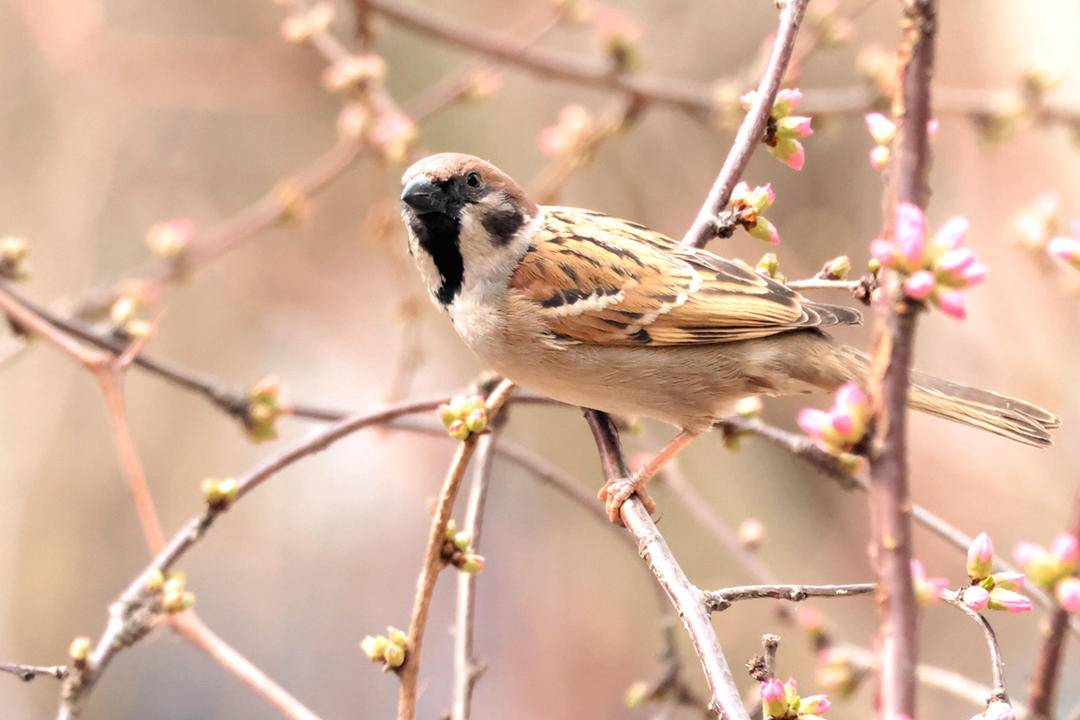 朝陽：鳥語花香春光美