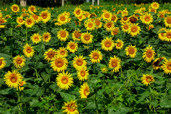 荒廢苗圃“蝶變”百畝向日葵花海_fororder_f2c443fb6f3da8871fa66109fbffb97 (1)