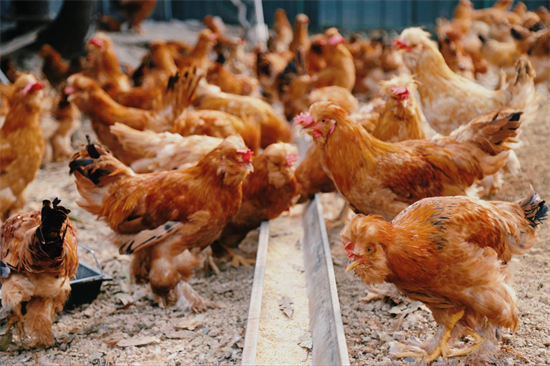 林下養雞打造生態富民新引擎_fororder_普蘭店雞