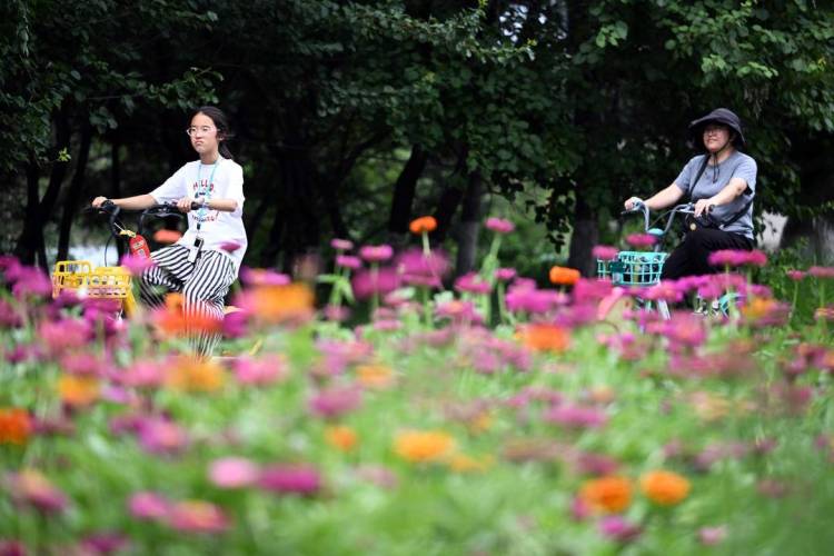 百日菊花海,夢幻打卡地