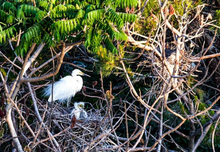 鐵嶺：環境變美，白鷺來棲