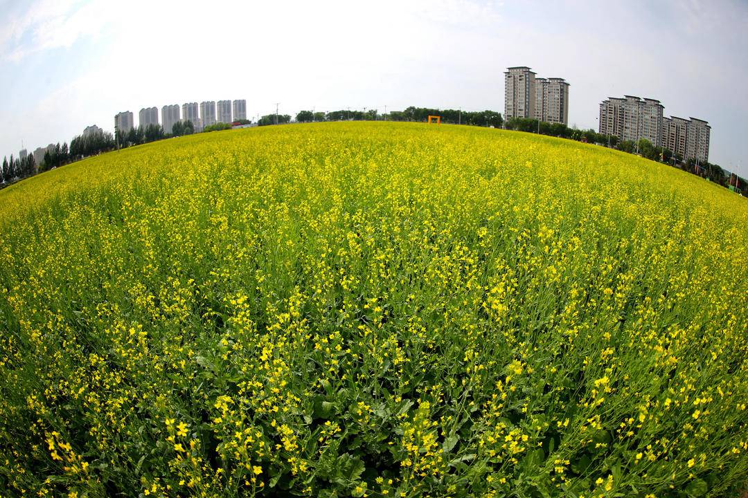 朝陽城區百畝油菜花兒開
