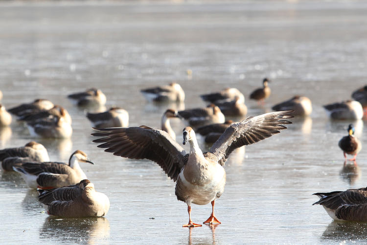 雁舞渾河岸 景繪瀋陽冬_fororder_轉載圖8