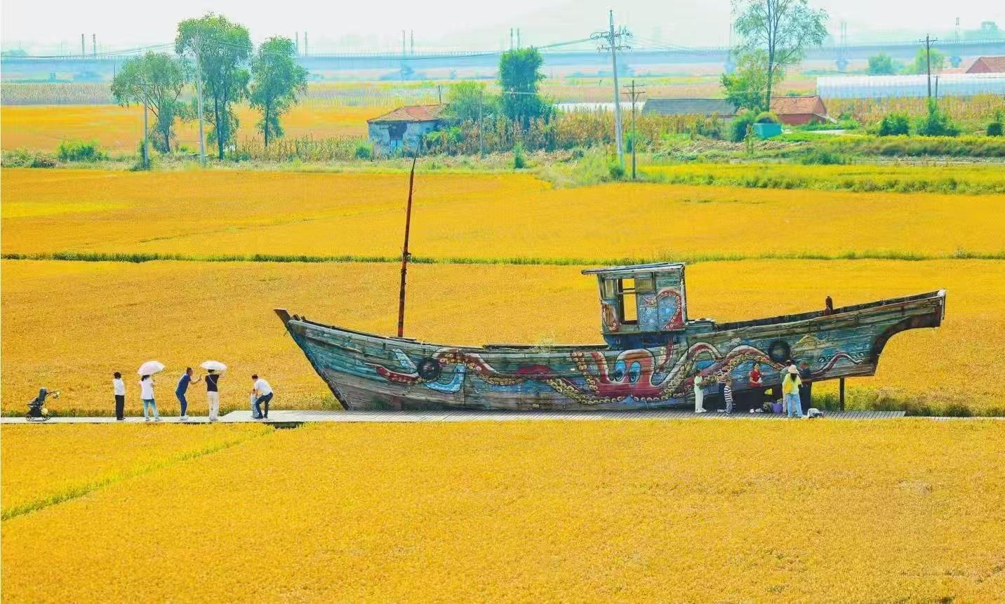 丹東：稻浪如畫引客來