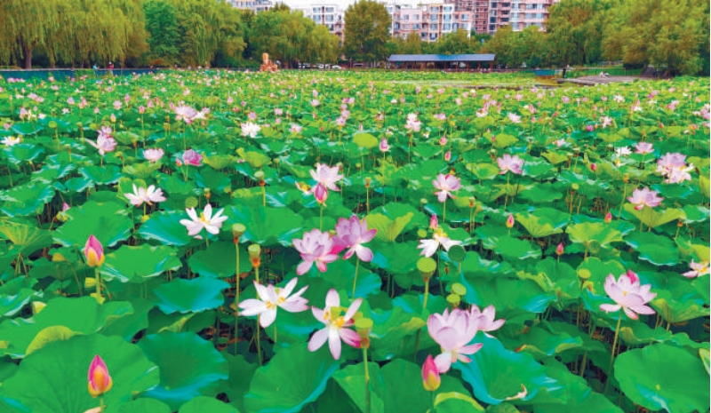 瀋陽北塔公園荷花競相綻放_fororder_微信截圖_20250729093240