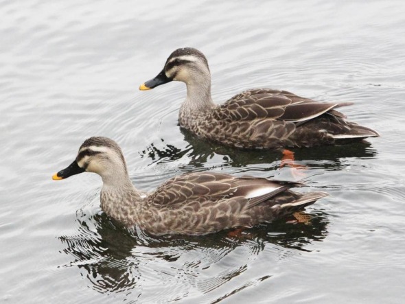 瀋陽：水清鴨歡新開河
