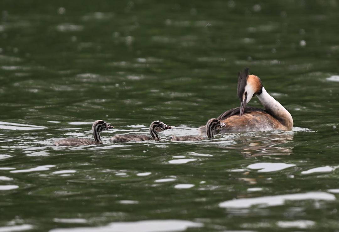 瀋陽丁香湖：鳳頭鸊鷉育雛忙