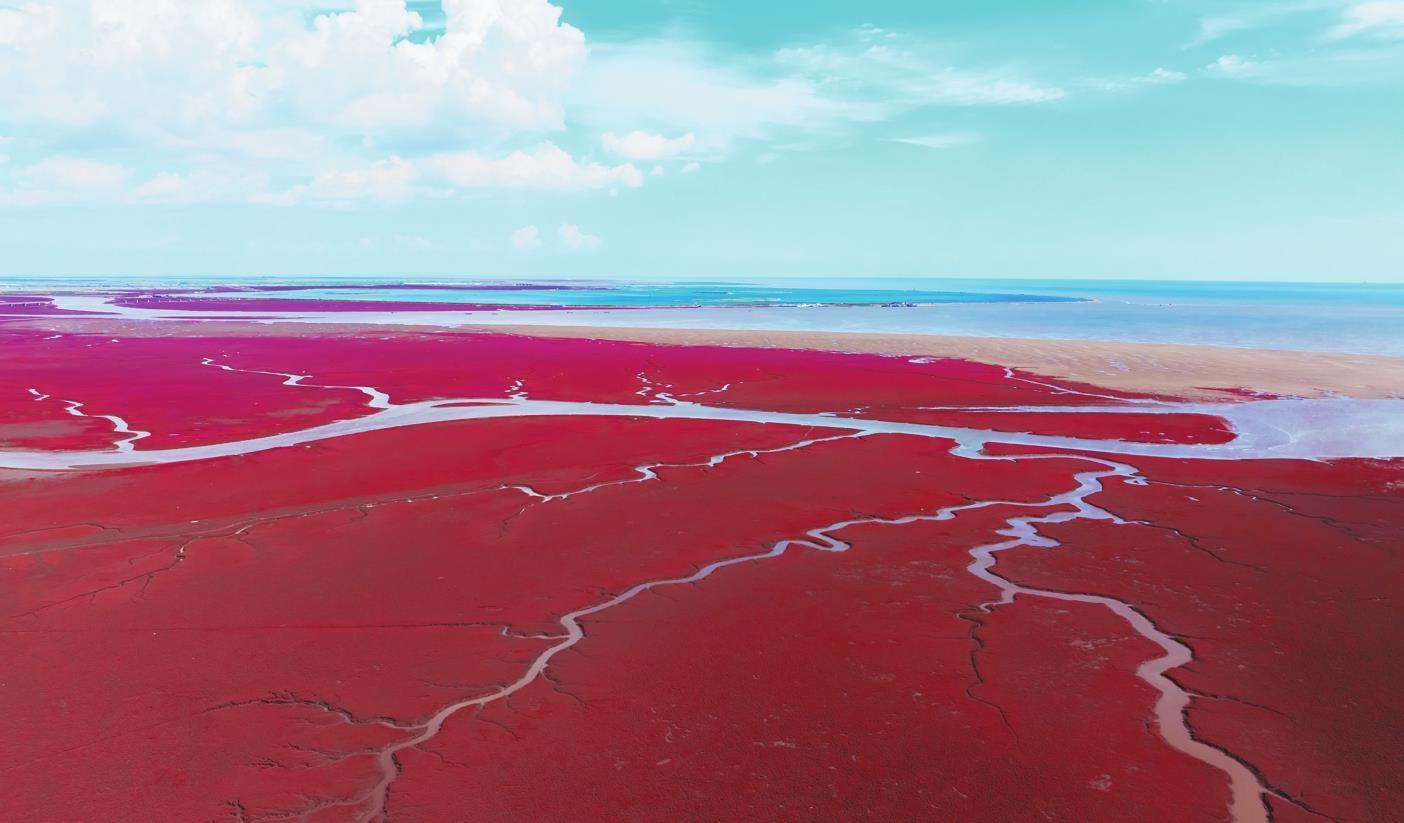 錦州：荒蕪濕地變“紅火”