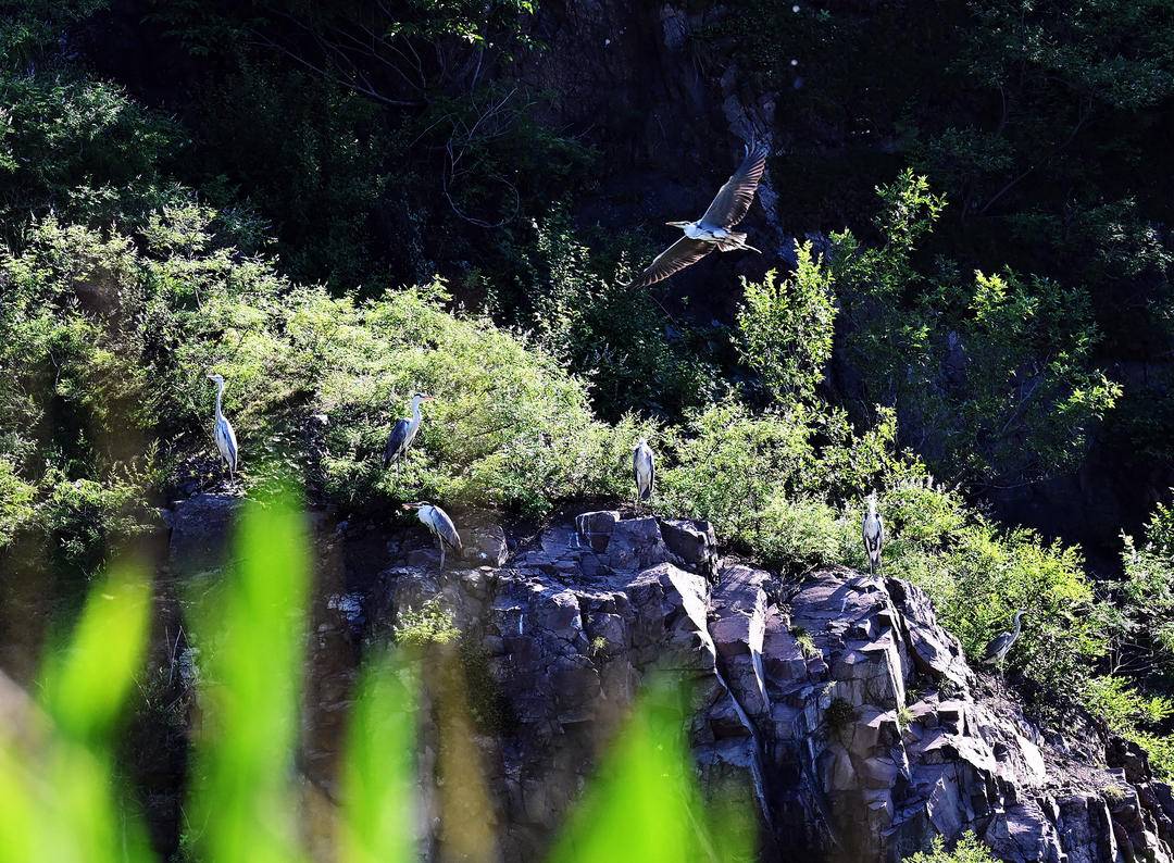山青蒼鷺回，歲歲歸巢來
