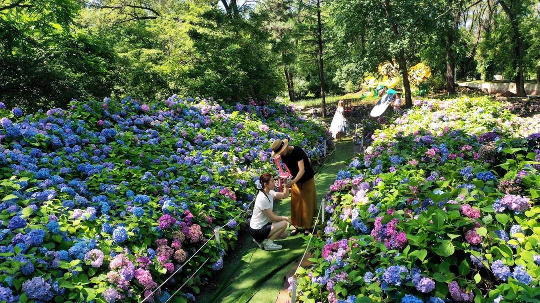 來瀋陽植物園，赴一場夏花之約