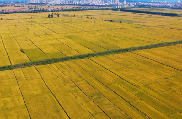 好好聊“遼” | 鐵嶺：黑土糧倉 綠電沃野_fororder_涕零