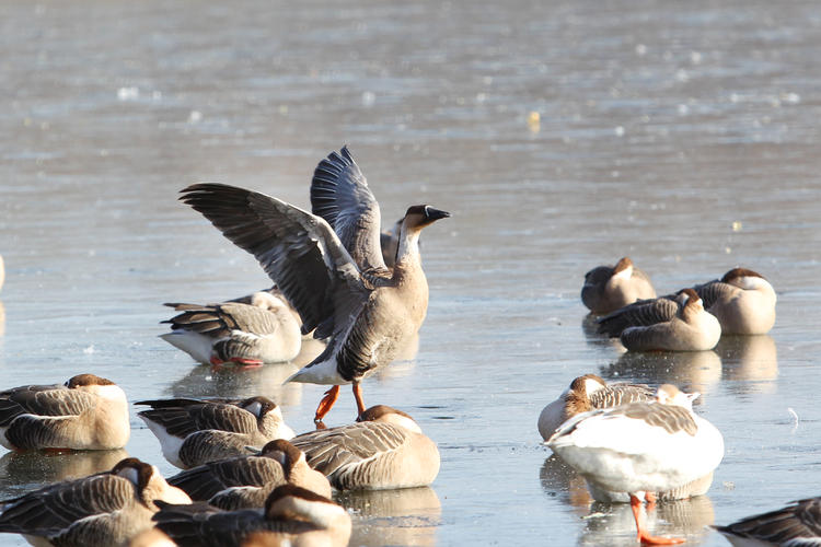 雁舞渾河岸 景繪瀋陽冬_fororder_轉載圖7