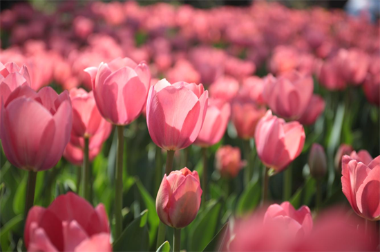 國潮雅韻與花海盛宴齊綻！瀋陽植物園五一邀您共赴花朝之約_fororder_圖片5