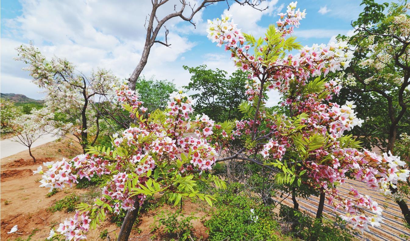 朝陽：文冠花開正艷時