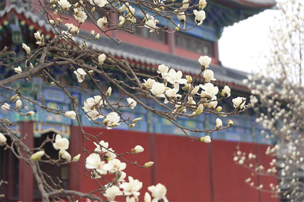 古塔伴玉蘭 瀋陽東塔花香古韻引客來_fororder_大東玉蘭1