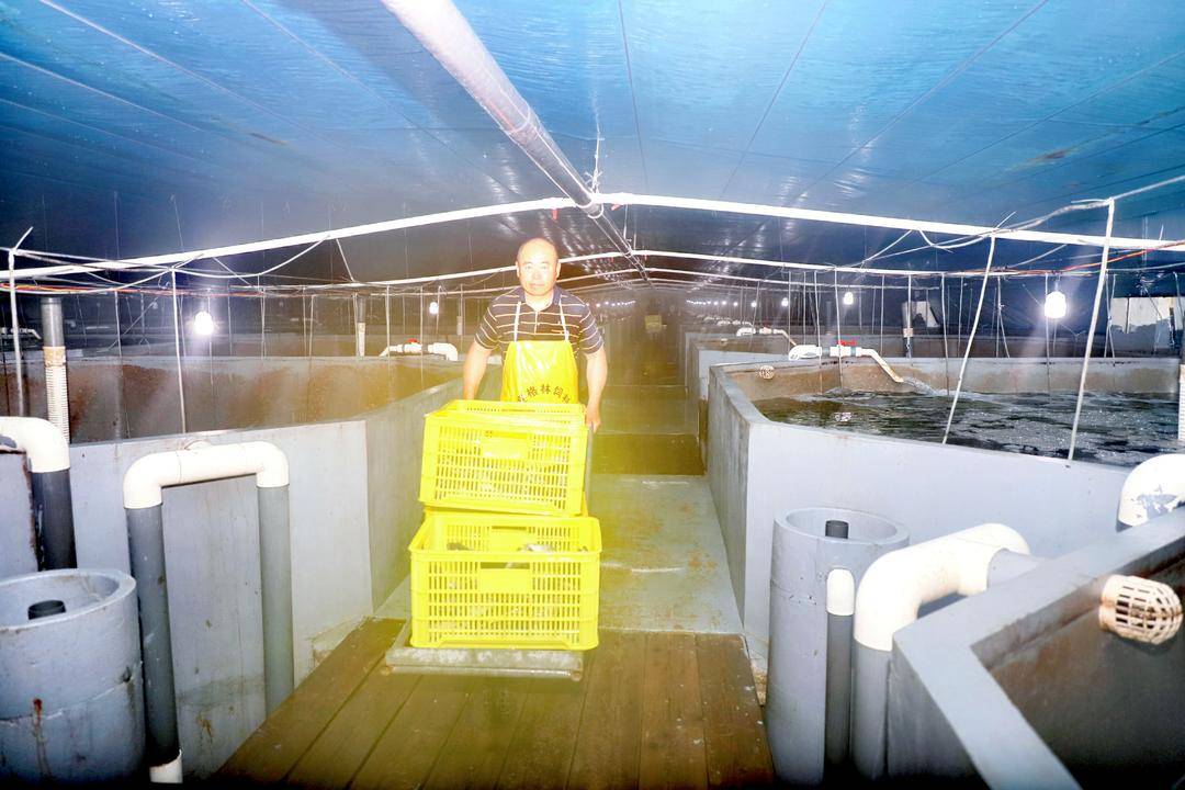 “南魚北養”！興城石斑魚成功上市