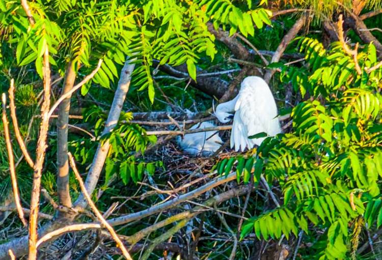 鐵嶺：環境變美，白鷺來棲