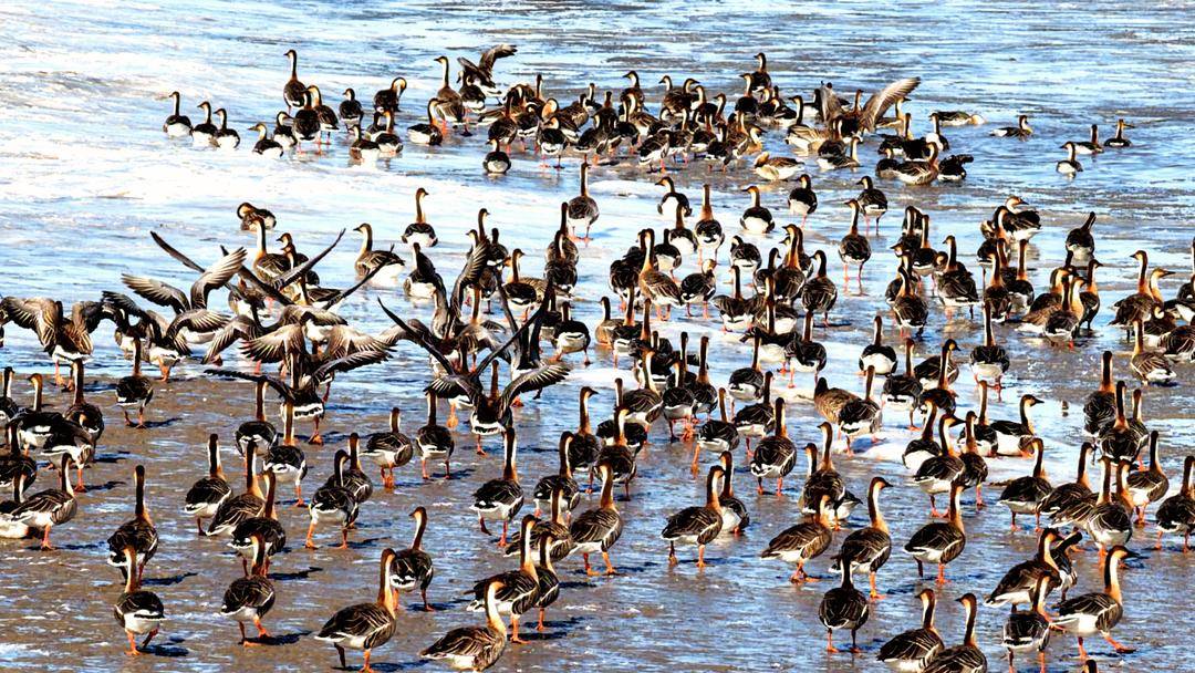 盤錦：成群候鳥壯觀遷徙