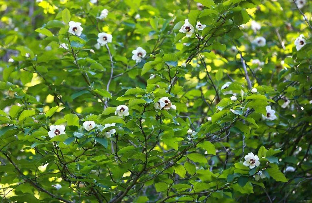 本溪天女木蘭絕美綻放