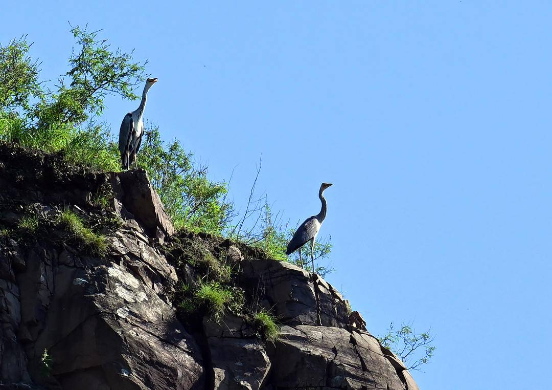 山青蒼鷺回，歲歲歸巢來