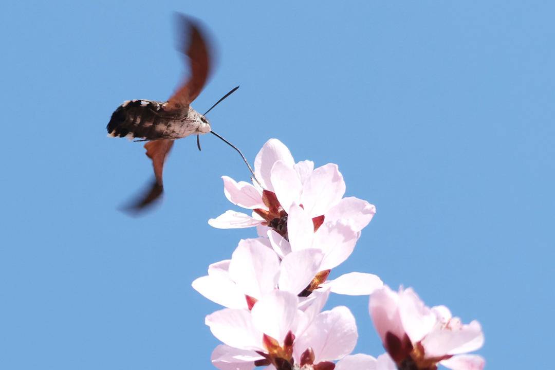 朝陽：蜂鳥鷹蛾戲桃花