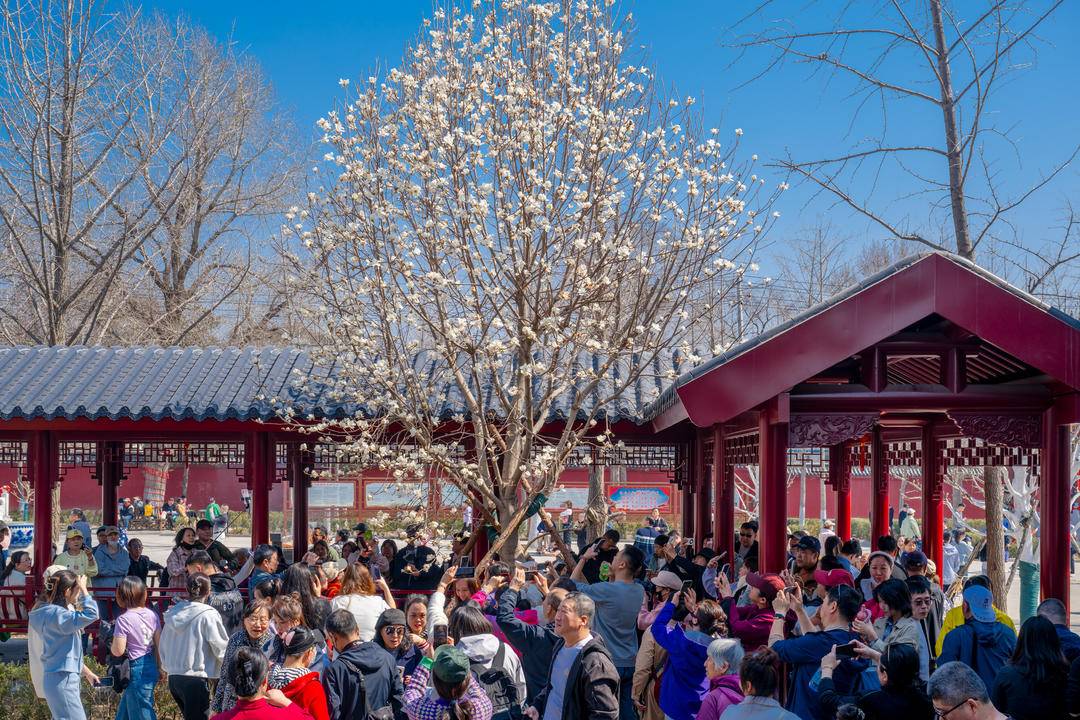 瀋陽：白玉蘭花開 綽約新粧玉有輝