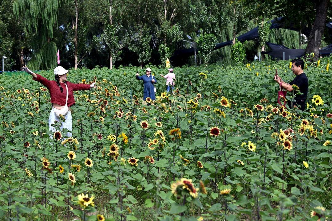 瀋陽向日葵花海盛放，邂逅浪漫初秋
