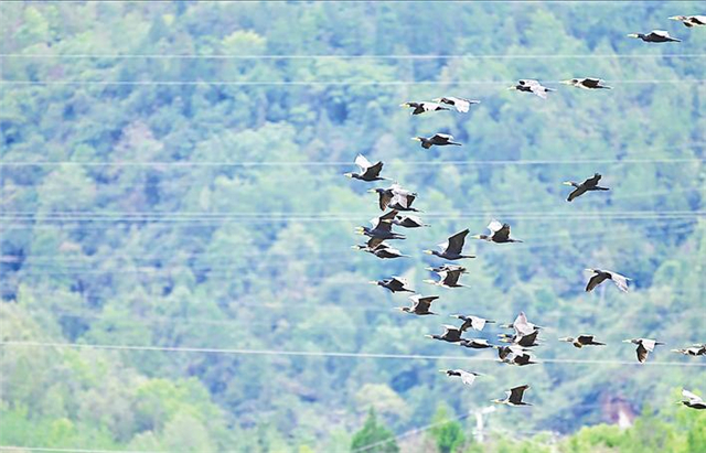 神農架迎來大規模候鳥南遷_fororder_微信圖片_2025-10-22_095133_361