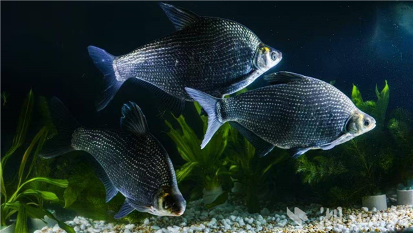 武昌魚“遊”出國門 首批53萬尾魚苗出口日本_fororder_01