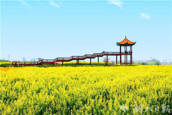 油菜花節,3月下旬開幕!_fororder_微信圖片_20250314093101